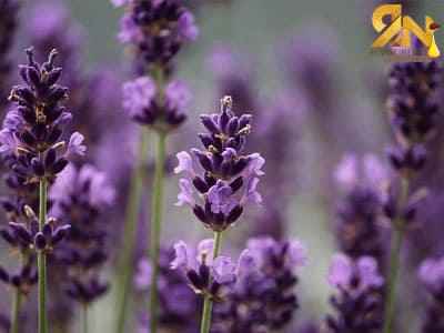 Óleo essencial de Lavanda
